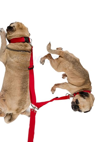 Evene Dog Walking Leash Adjustable Neck Chest Leash Red