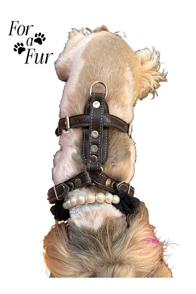 For a Fur Gladiator Leather Collar for Small Breeds m & L Size Matched