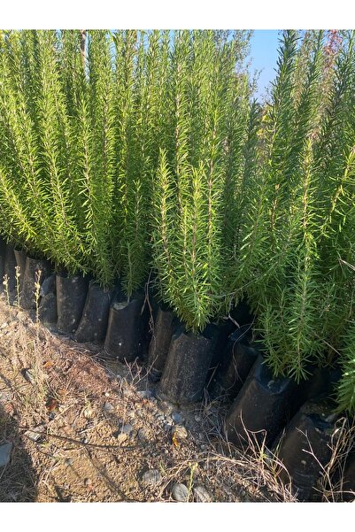 Doğan Fidancılık 2,3 Yaşinda Biberiye Fidanı Tüplü (40,80) Cm Arası