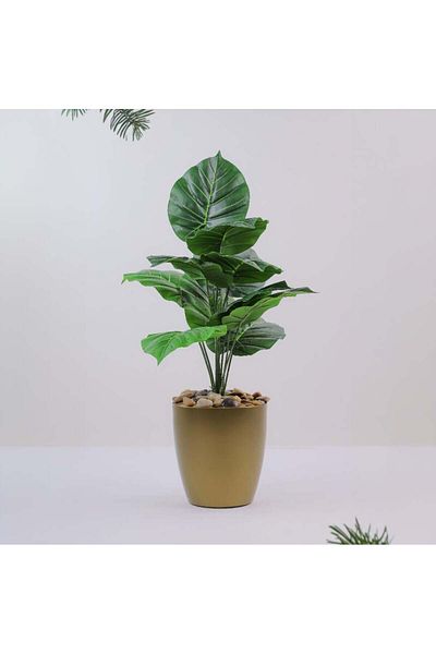 Cady One An artificial and decorative Alocasia platyphylla tree with a golden pot
