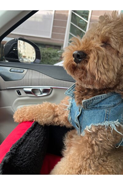 Butik Araba koltuğu köpek