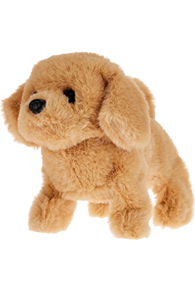 Pugs At Play جولدي يمشي مع الكلب