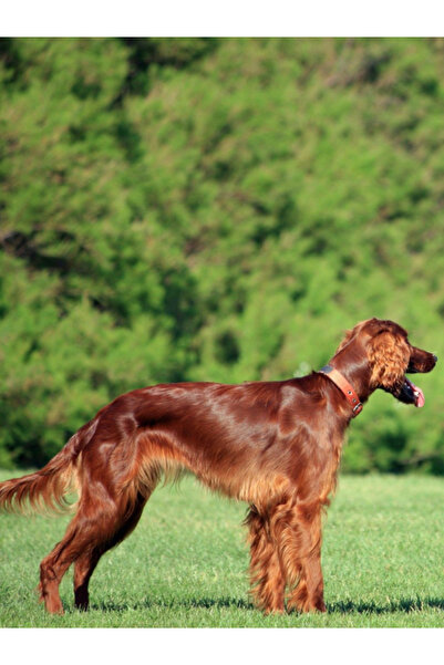 ARMOR COAT Köpek Bakım Spreyi Böğürtlen Kokulu 200 ml