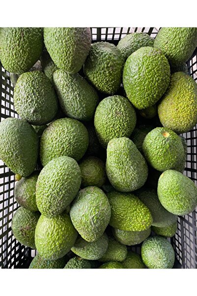 ANAMURMEYVECİM 1kg Avokado Dalından Taze-Yeni Hasat