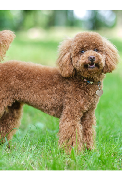 ARMOR COAT Köpek Bakım Spreyi Çilek Kokulu 200 ml