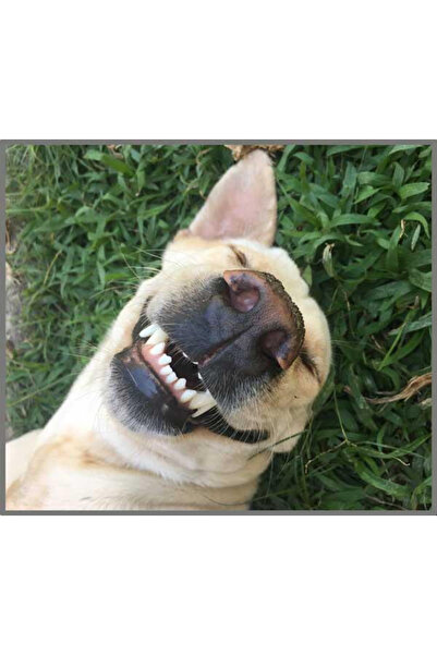 Brainstorm Flashlight projector - Fun with animals