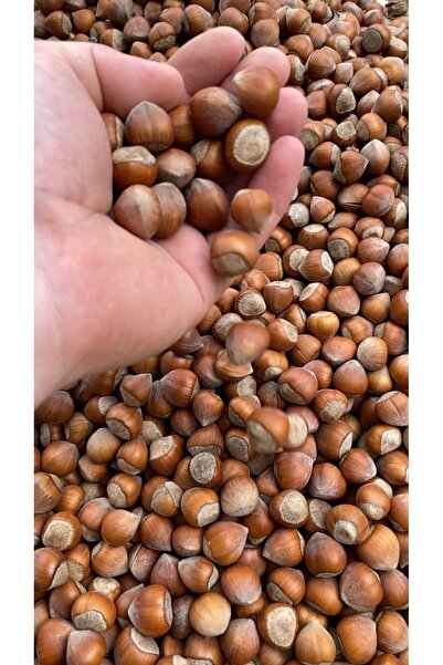 Organik Yolda 5 Kg Fındık, Özel Hasat, Üreticiden, Yeni Mahsul, Yağlı Cinsi, Çerez Tadında.