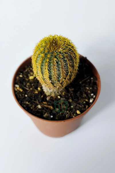 Toptan Kaktüs Frailea Mammifera nadir bulunan kaktüs 5.5 cm saksıda
