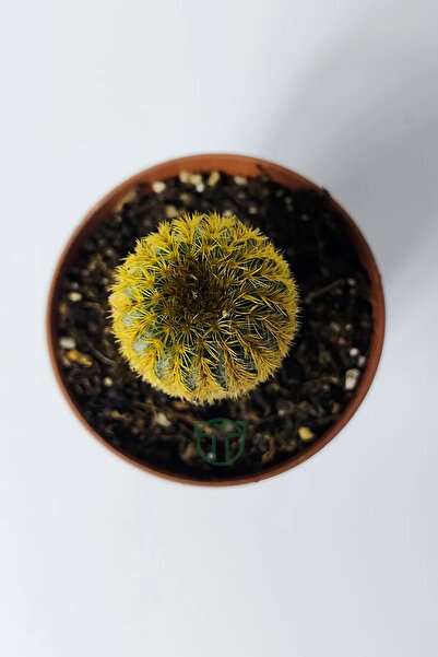 Toptan Kaktüs Frailea Mammifera nadir bulunan kaktüs 5.5 cm saksıda