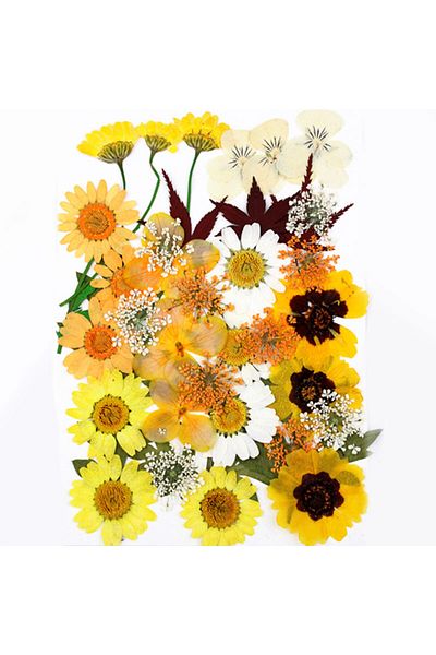 Generic Resin art dry compressed plant flower G-287