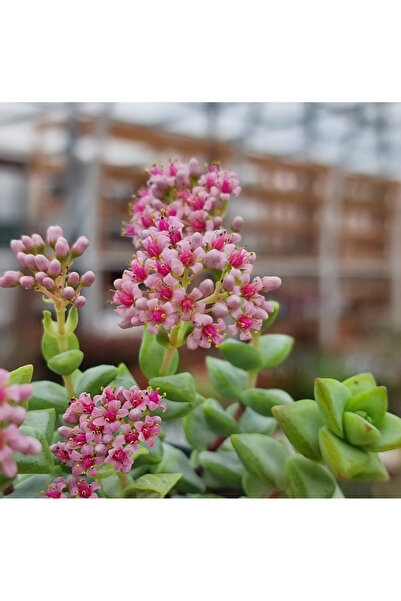 SukuLand Crassula Rupestris Rosary Vine özel tür sukulent 5,5cm saksıds