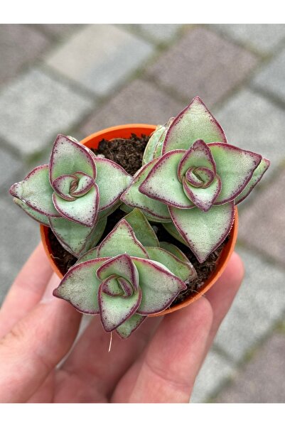 SukuLand Crassula Conjuncta koleksiyonluk özel tür sukulent 5,5cm saksıda