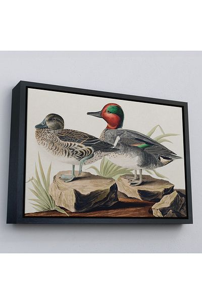 Harita Sepeti Pictură „Păsările din America” de John James Audubon cu cadru auriu