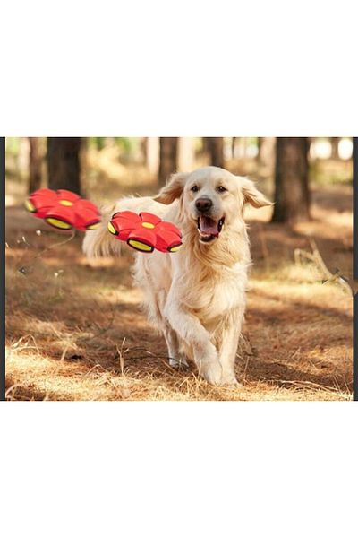 EFEGE HOME Frisbee Ball Lighted Bouncing Frisbee Ball for Pets Ball for Kids