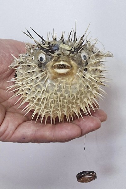 Pozitif Doğal Taş Dikenli Balon Balığı Fugu Fish