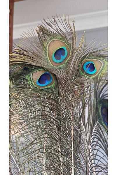 jujü Tavus Kuşu Tüyü, Dekoratif Ürün, Vazo Çiçeği ,1 Adettir, 60 Cm Uzunlukta.