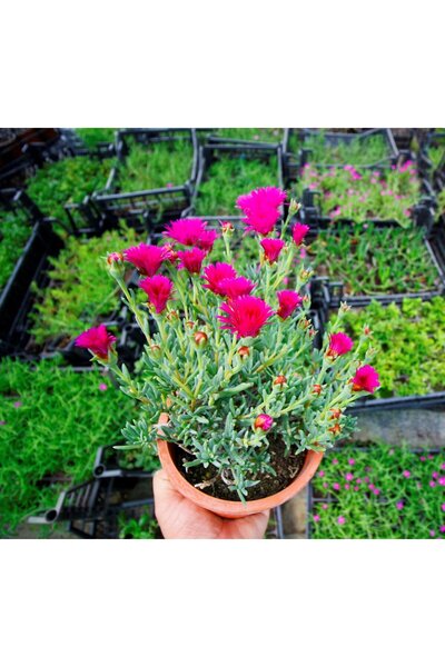 The Best Online Thebestonline Carpobrotus Acinaciformis, Kaz Ayağı ( Izmir Güzeli ), 3 adet, Saksıda