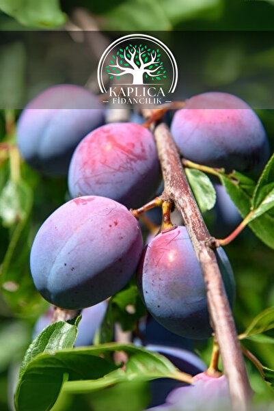 KAPLICA FİDANCILIK Tüplü Siyah Erik Fidanı