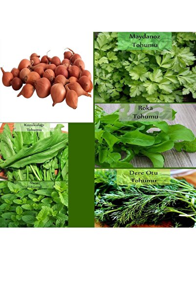 Zencefil Organik 6 Paket Tohum No19 Kıska 1 Kg. Arpacık Soğan Maydanoz Roka Kuzukulağı Tohumu Dereotu Nane Tohumu ...