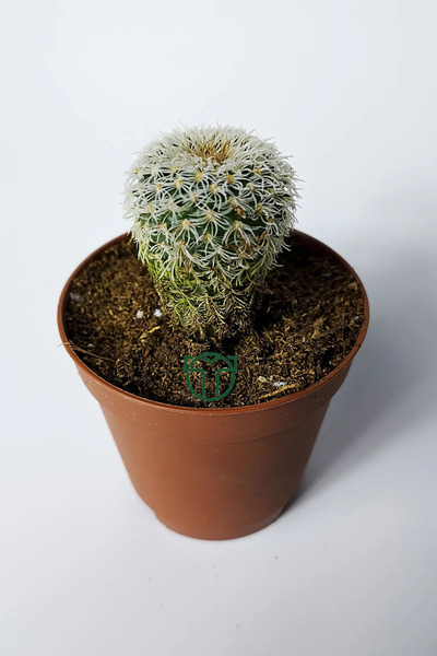 Toptan Kaktüs Frailea Densispina beyaz özel tür kaktüs 5.5 cm saksıda