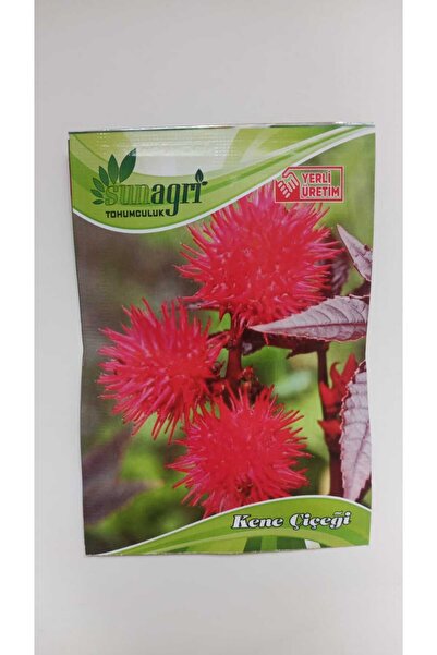 ByKurt Sunagri Kene Çiçeği Tohumu - Balkon & Bahçe İçin Tropikal ve Gösterişli