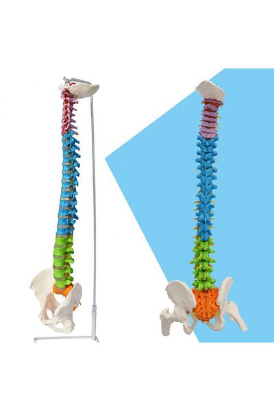 MAXİ Spine Model 85 Cm Model 19