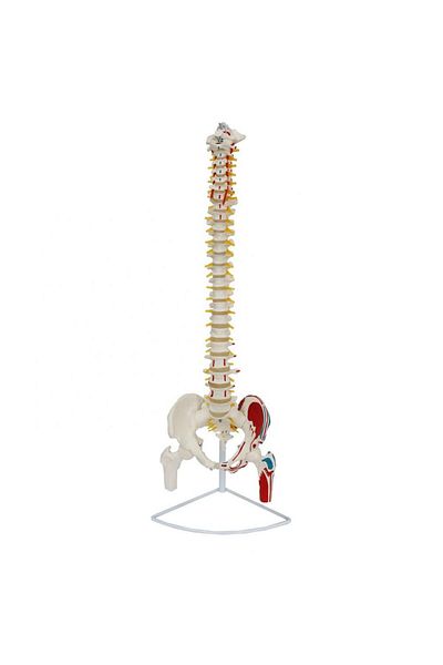 MAXİ 85 Cm Model 17 - Spine Model