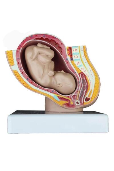 Genel Markalar Doğum Ve Gebelik Maketi Küçük Boy