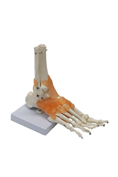 Naturachi Omurga Ayak Maketi Model 29