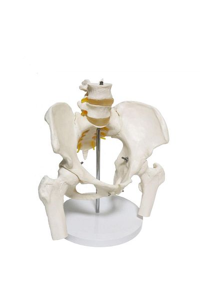 Naturachi Spine Pelvis Model 24