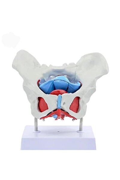 MAXİ Pelvisli Pelvik Taban Maketi Model 44