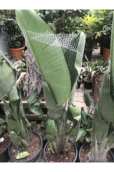 Berceste Peyzaj tasarım Strelitzia Nicolai Bird Of Paradise ( Beyaz Cennet Ku...
