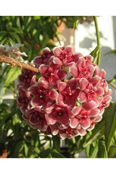 Byaysima Mum Çiçeği,1.Metre Kırmızı Pembe Ebruli Renk hoya Carnosa Kokulu Can...