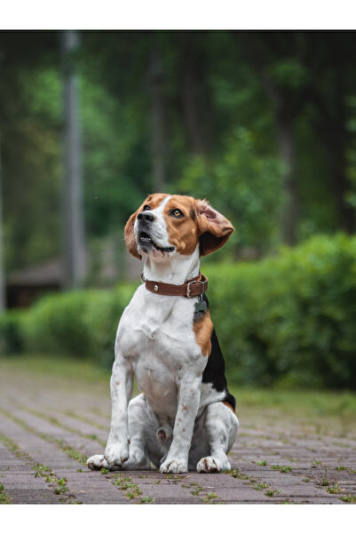 ARMOR COAT Köpek Bakım Spreyi Hindistan Cevizi Kokulu 200 ml