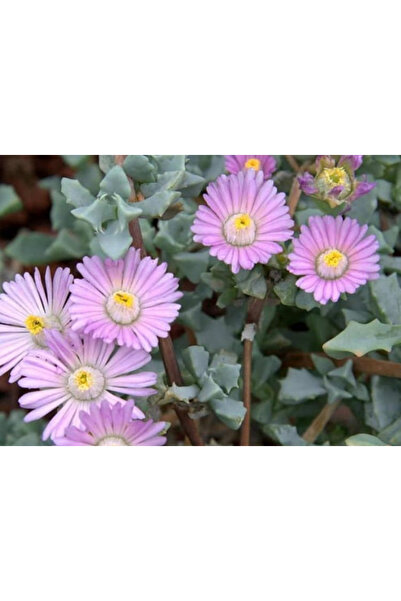 SukuLand Oscularia Deltoides beyaz buz çiçeği özel tür sukulet  5,5cm saksıda