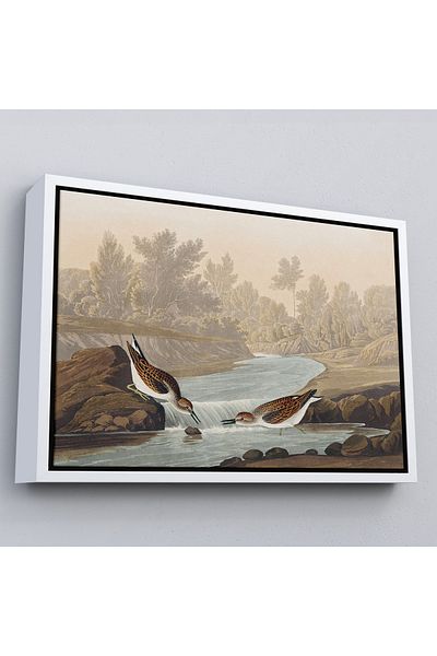 Harita Sepeti John James Audubon Painting of Small Thrushes in a White Frame
