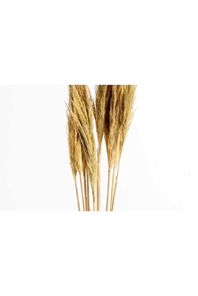 KURUTULMUŞ PAMPAS BİTKİSİ NATUREL