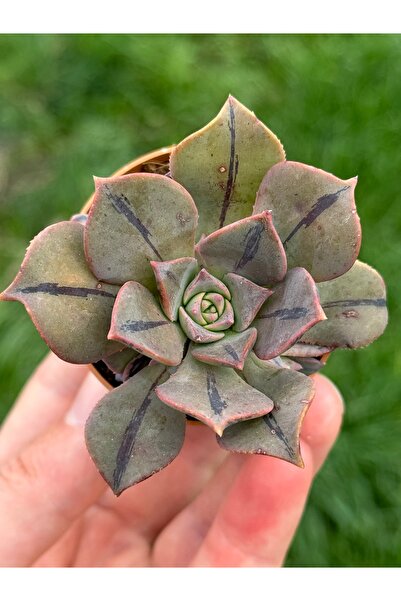 SukuLand Aeonium Mary Anne Kunkel koleksiyonluk özel tür sukulent 5,5cm saksıda