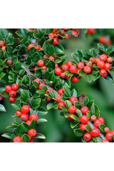 The Best Online Thebestonline Herdem Yeşil Dağ Muşmulası, Cotoneaster, Saksıda