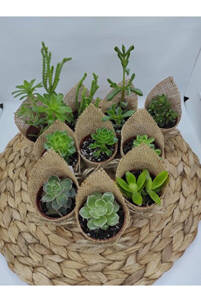 Şenay'ın Kaktüs Dünyası 25’li hediyelik Sukulent seti