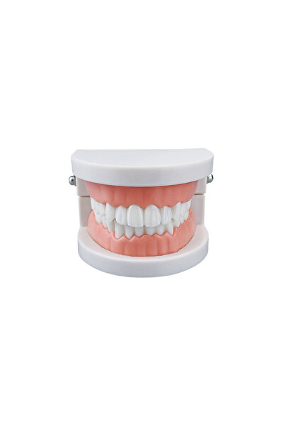 Choice Teeth Model TM-050 1pcs Cheap Standard Dental Model Teeth Teaching Model Plastic Teeth Model For Den