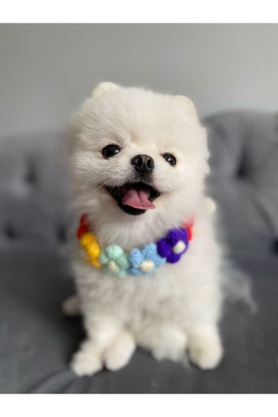 PATİBÖR Floral Cat Dog Collar