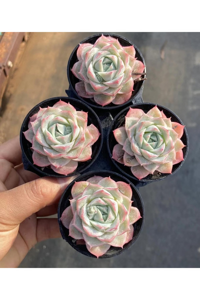 SukuLand Echeveria Marsic Ithal Koleksiyonluk Özel Tür Sukulent 5,5cm Saksıda