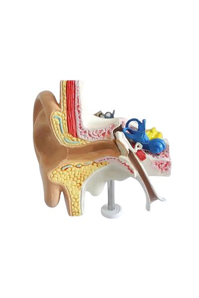 Naturachi Inner Ear Medical Training Model 49