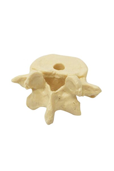 Naturachi Suport pentru stilou în formă de coloană vertebrală Model 1