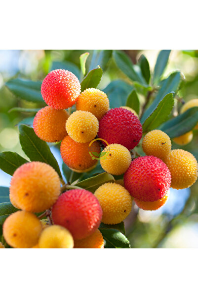 FİDAN SEPETİM 4 Yaş Kocayemiş (Dağ Çileği) Fidanı