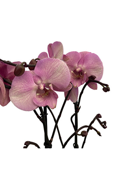 Orkide Phalaenopsis 'Rosa Pastello' (Pembe Orkide)