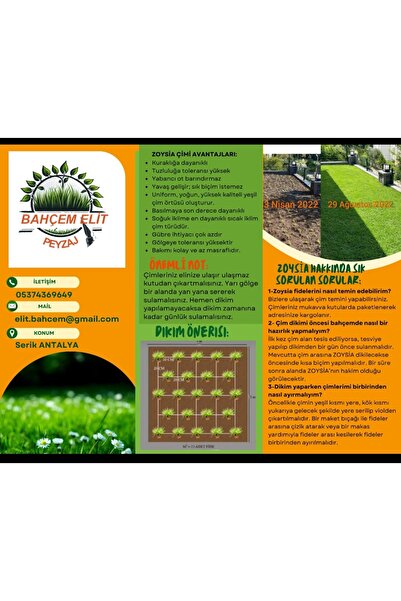 Bahçem Elit Zoysia Japonica Çim Fidesi 26 M2 Için 420 Adet