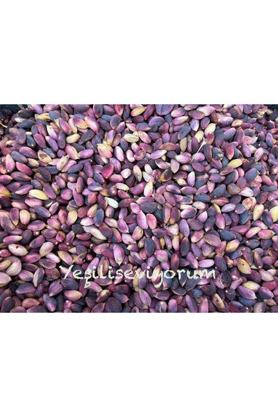 antepistachios Kuru Kırmızı Çiğ En Lezzetli Ağaç Altı Antep Fıstığı 500 gram ...