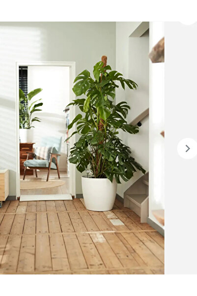 Poliva Yakut Dekoratif Iç Ve Dış Mekan Saksı 22 Litre Beyaz